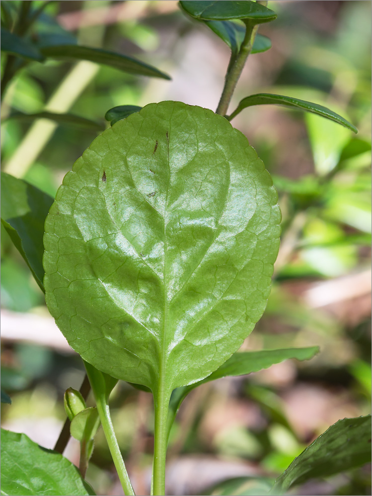 Image of Pyrola minor specimen.