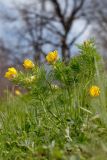 Adonis vernalis. Цветущее растение. Татарстан, Нижнекамский р-н, дер. Благодатная, склон. 15 мая 2011 г.