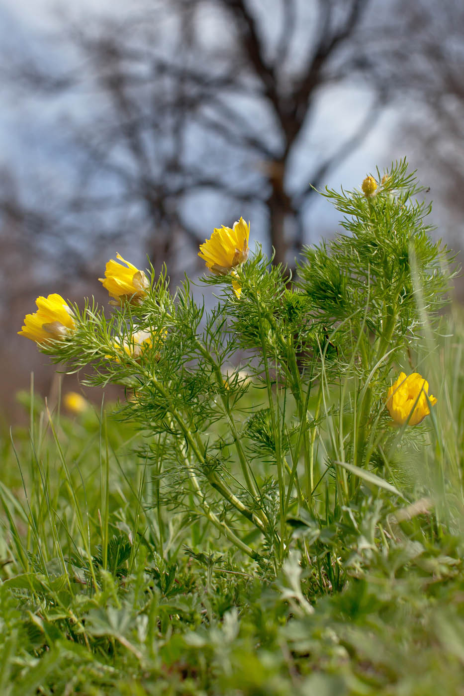 Изображение особи Adonis vernalis.