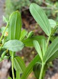 Hypericum attenuatum