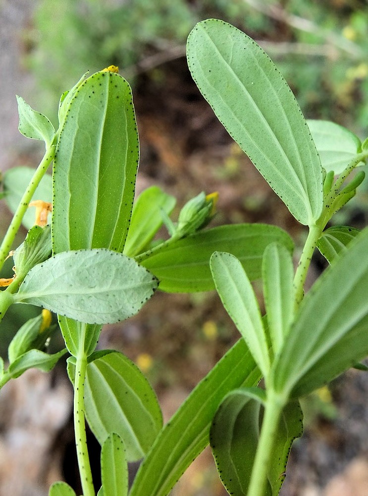 Image of Hypericum attenuatum specimen.