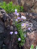 Campanula rotundifolia