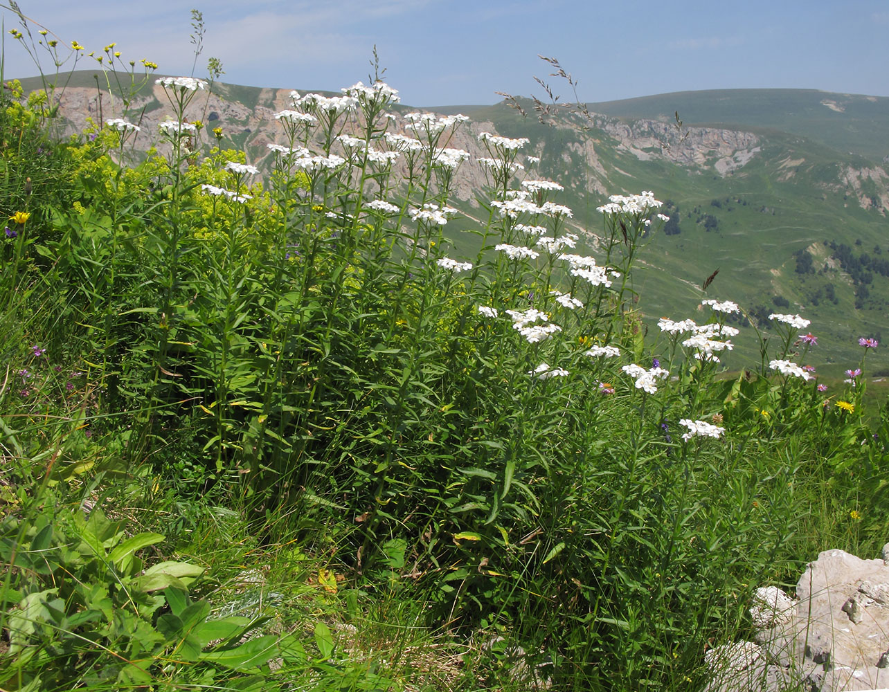 Изображение особи Achillea biserrata.