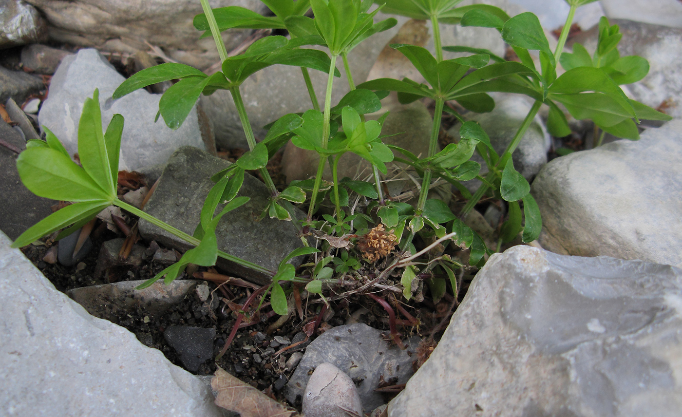 Image of Galium odoratum specimen.