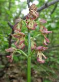 Orchis × wulffiana. Соцветие. Крым, окр. Балаклавы, пушистодубовый лес. 30 апреля 2016 г.