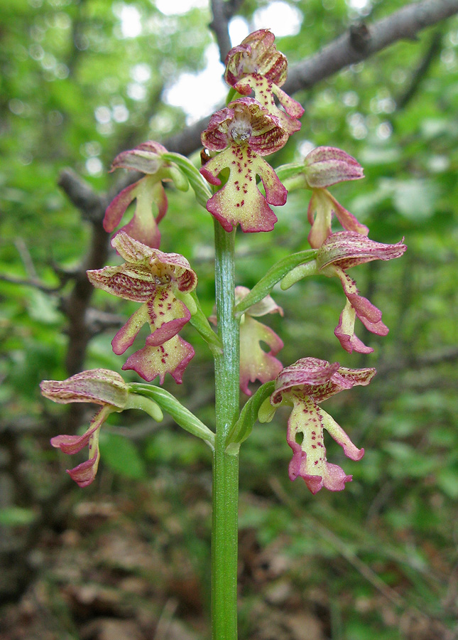 Изображение особи Orchis &times; wulffiana.