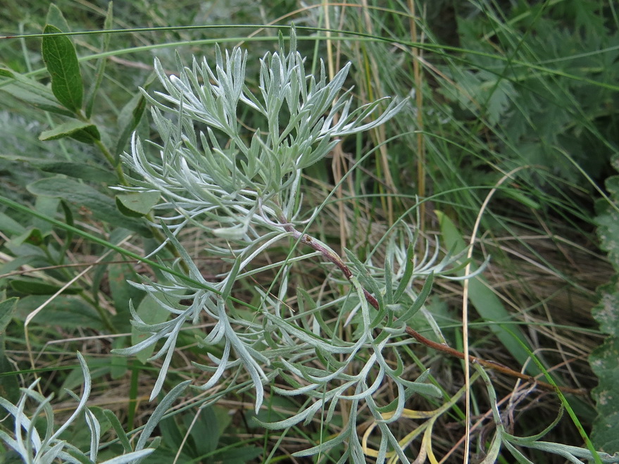 Image of Artemisia sericea specimen.