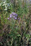 Cirsium setosum. Цветущее растение. Самарская обл., Ставропольский р-н, окр. с. Винновка, южный склон Жигулёвской возвышенности, остепнённый луг. 12.07.2006.