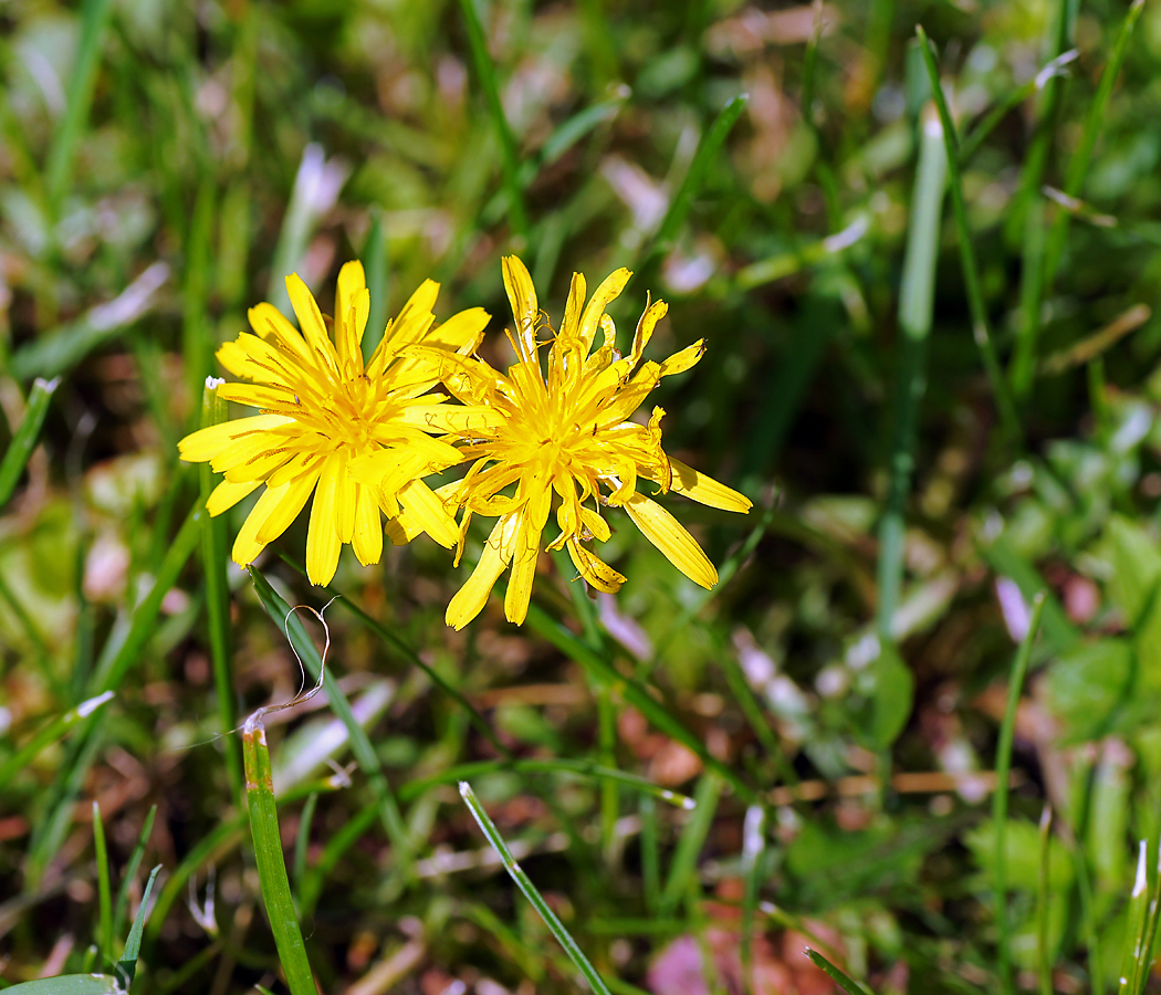 Изображение особи род Taraxacum.