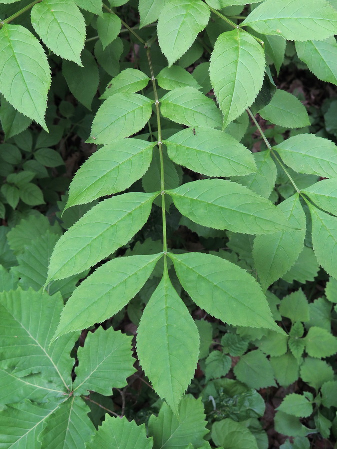 Image of Fraxinus mandshurica specimen.