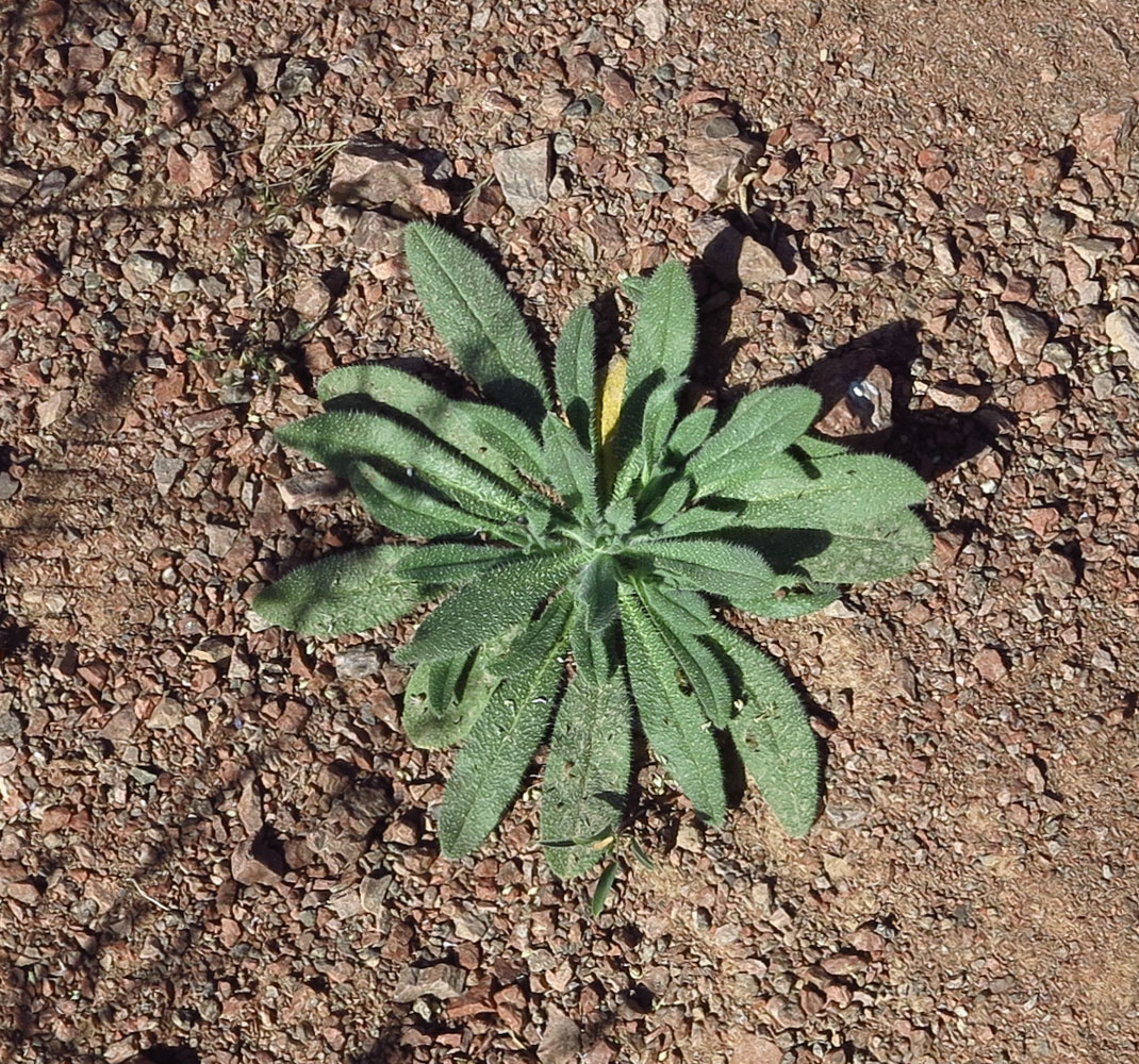Изображение особи Echium rauwolfii.