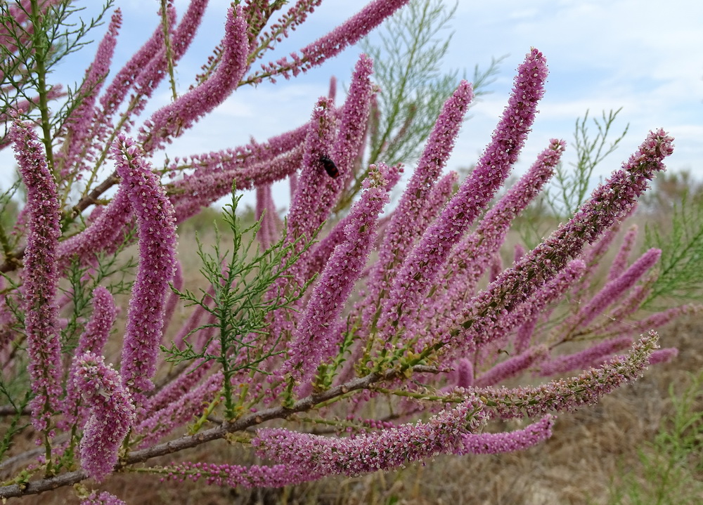 Изображение особи Tamarix elongata.