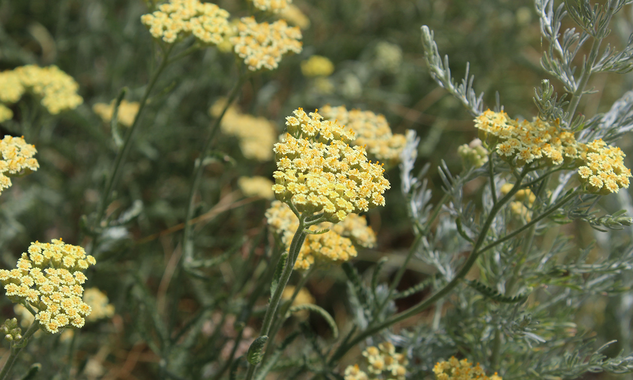 Изображение особи Achillea &times; submicrantha.