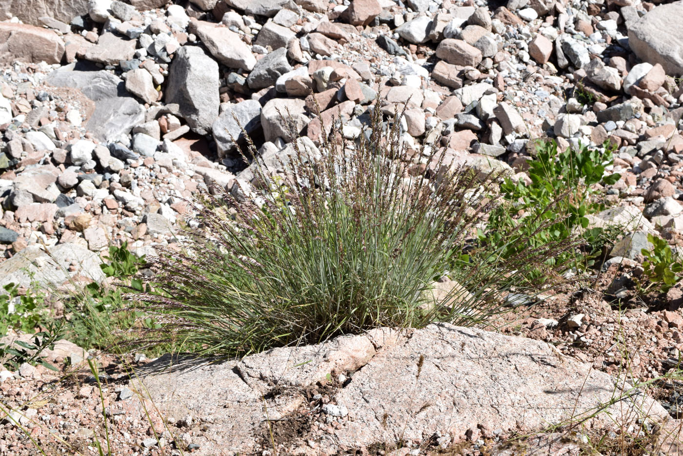 Image of Melica jacquemontii specimen.