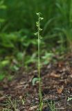 Platanthera maximowicziana. Цветущее растение. Приморский край, окр. г. Находка, в дубовом лесу. 04.07.2016.