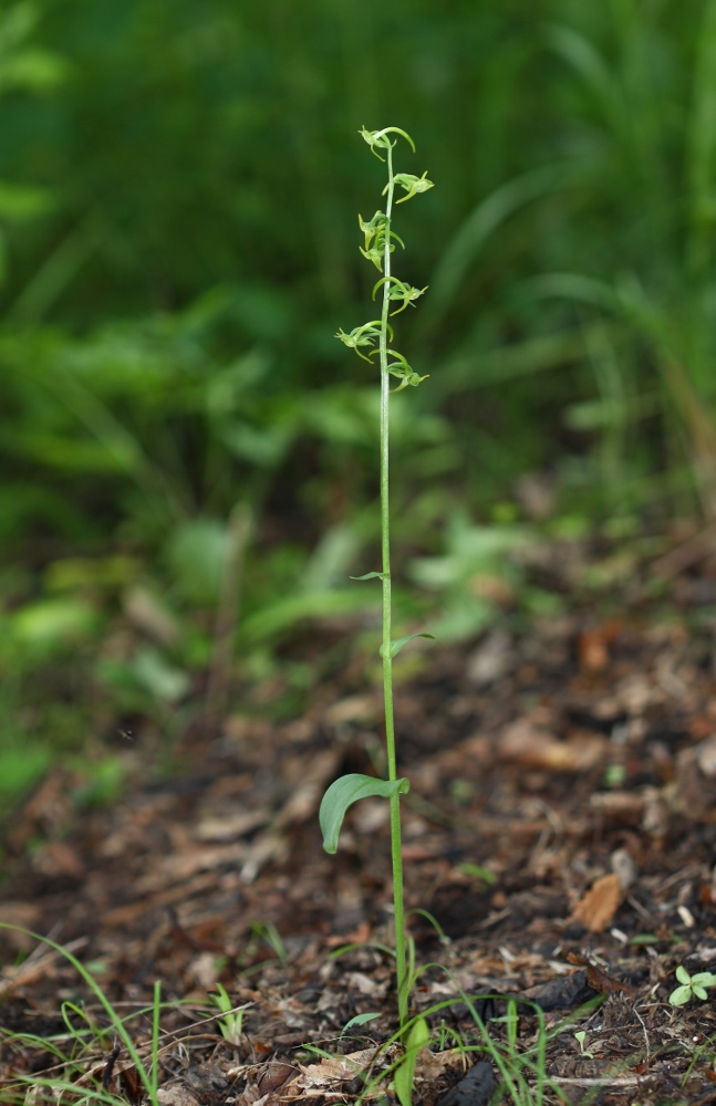 Изображение особи Platanthera maximowicziana.