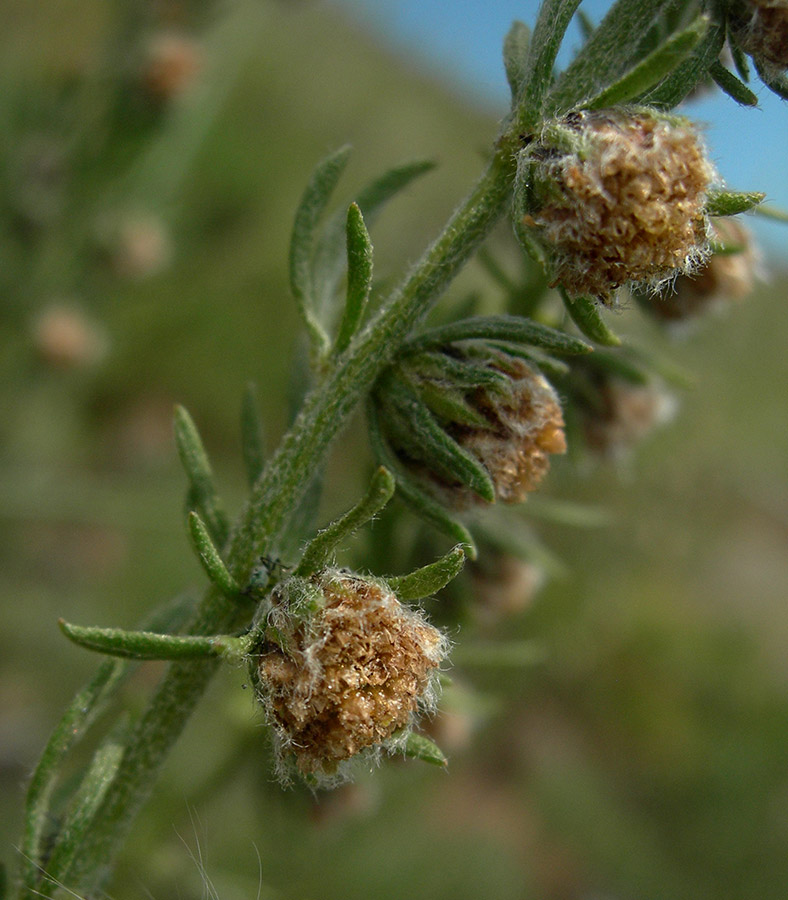 Изображение особи Artemisia subviscosa.