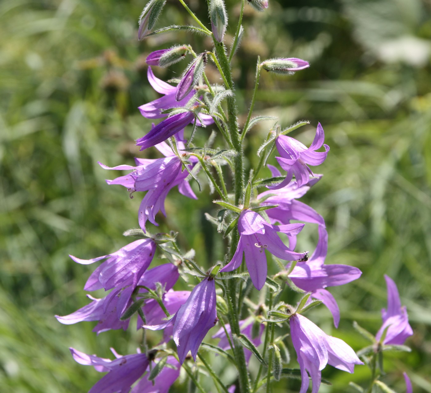 Image of Campanula rapunculoides specimen.