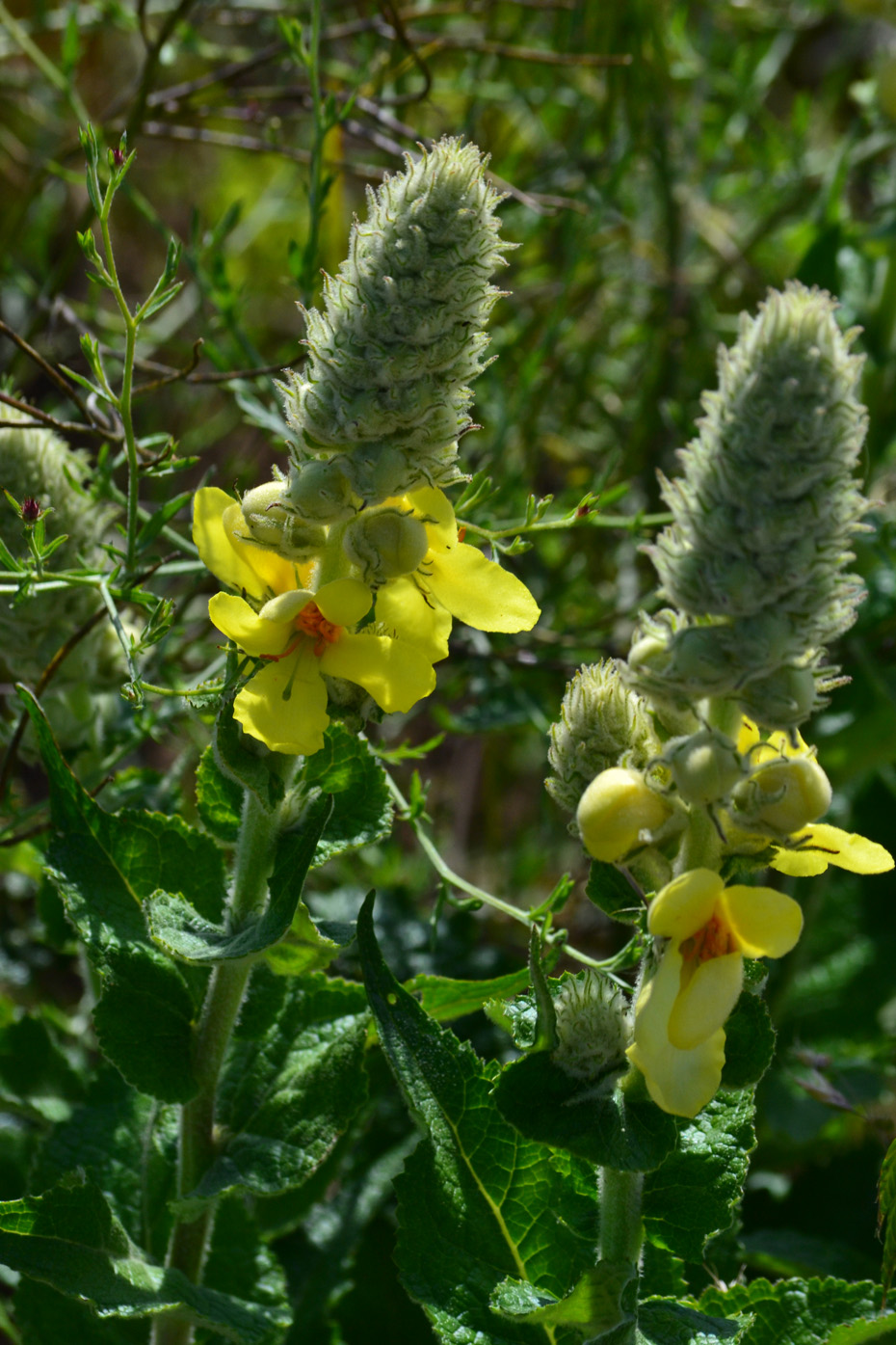 Изображение особи Verbascum ovalifolium.