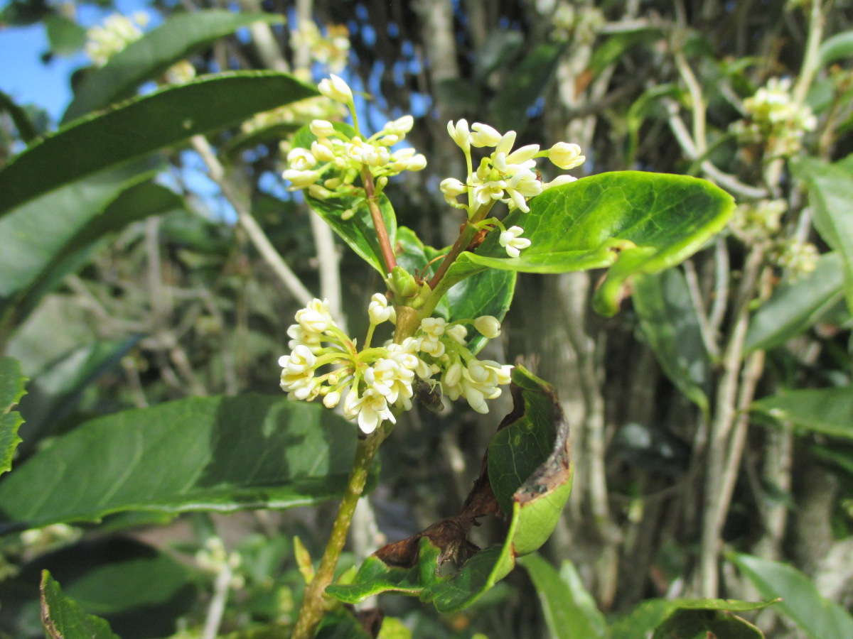 Изображение особи Osmanthus fragrans.