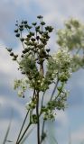 Filipendula vulgaris