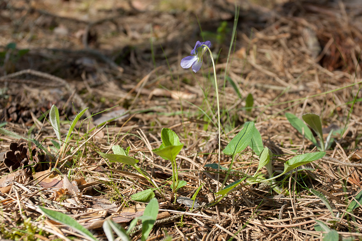 Изображение особи Viola riviniana.