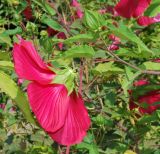 Hibiscus × hybridus. Верхушка побега с цветком (вид сбоку) и бутоном. Узбекистан, г. Ташкент, Ботанический сад им. Ф.Н. Русанова. 01.09.2016.