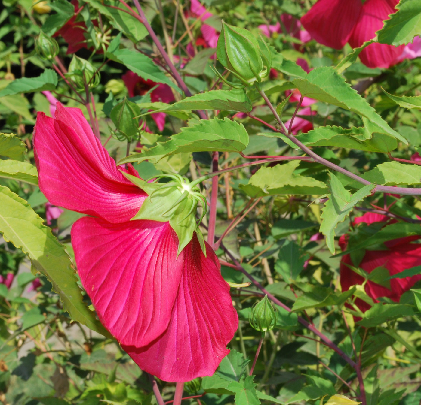 Изображение особи Hibiscus &times; hybridus.