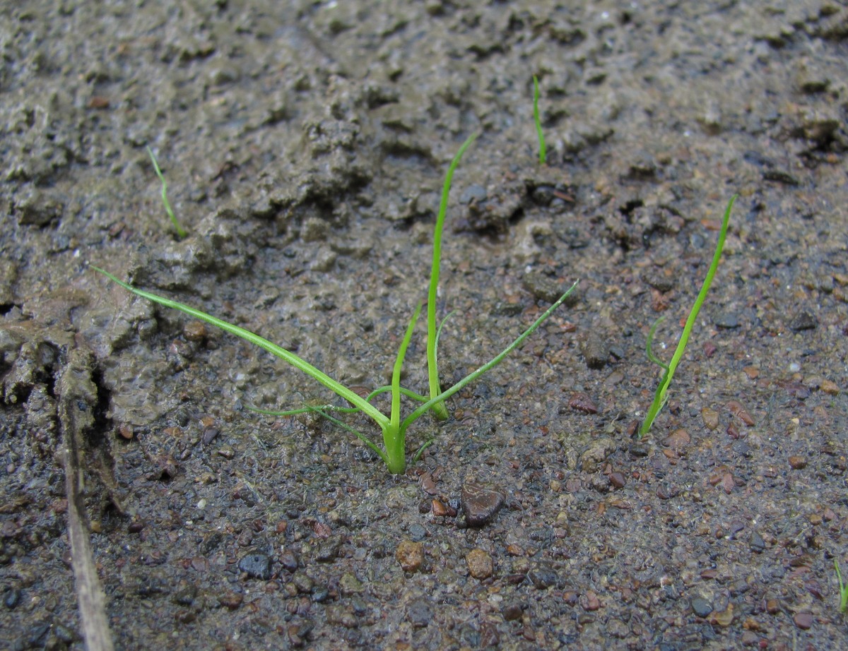 Image of Cyperus fuscus specimen.