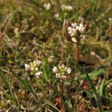 Cochlearia danica