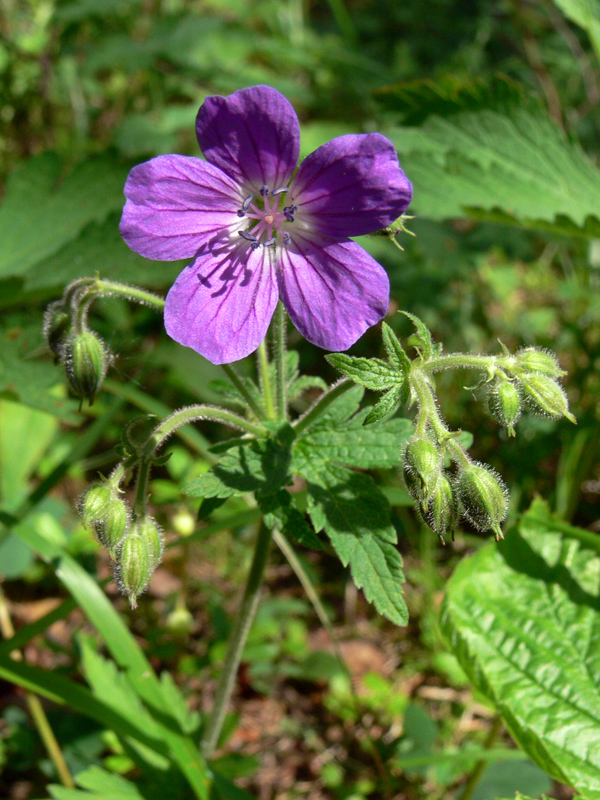 Image of Geranium sylvaticum specimen.