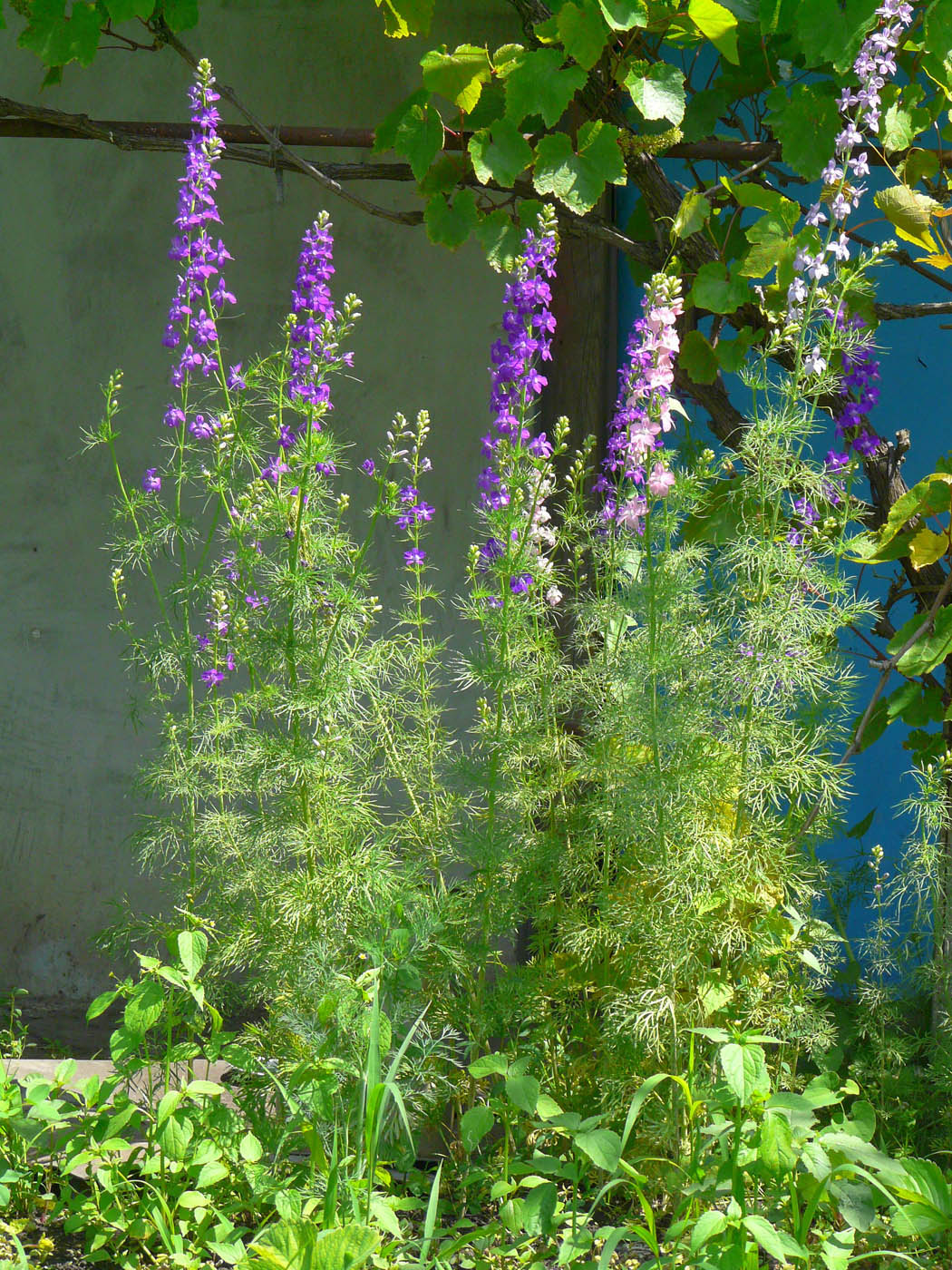 Image of Delphinium ajacis specimen.
