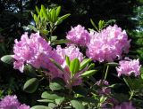 Rhododendron catawbiense