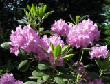 Rhododendron catawbiense. Побеги с соцветиями. Санкт-Петербург, Ботанический сад БИН РАН. 10.06.2015.