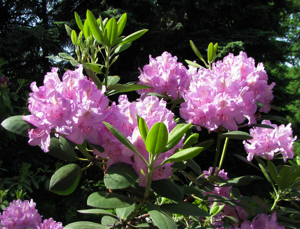 Image of Rhododendron catawbiense specimen.