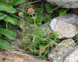 Erigeron venustus. Расцветающее растение. Северная Осетия, Ирафский р-н, долина р. Танадон, ≈ 2300 м н.у.м., каменистый склон. 06.07.2016.