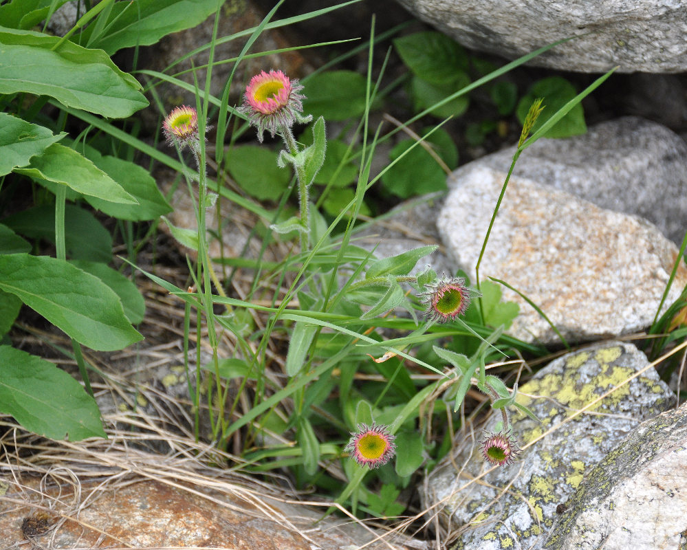 Изображение особи Erigeron venustus.