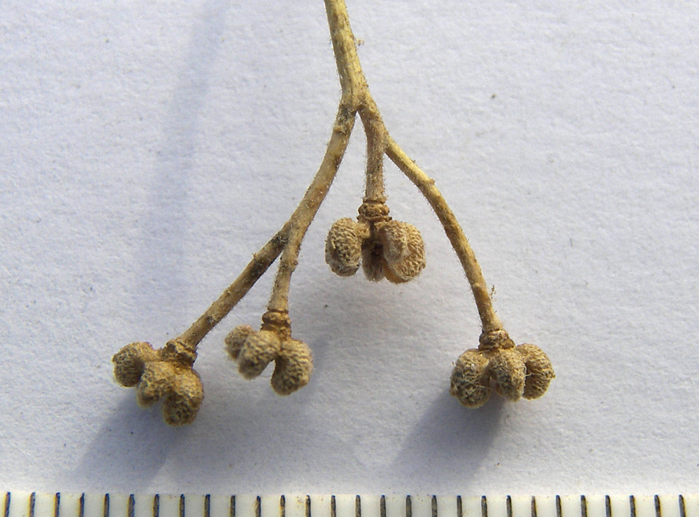 Image of Haplophyllum villosum specimen.