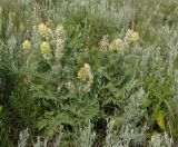 Oxytropis pilosa. Цветущее и плодоносящее растение. Украина, Запорожский р-н, Дурная балка, разнотравная степь. 18.06.2016.