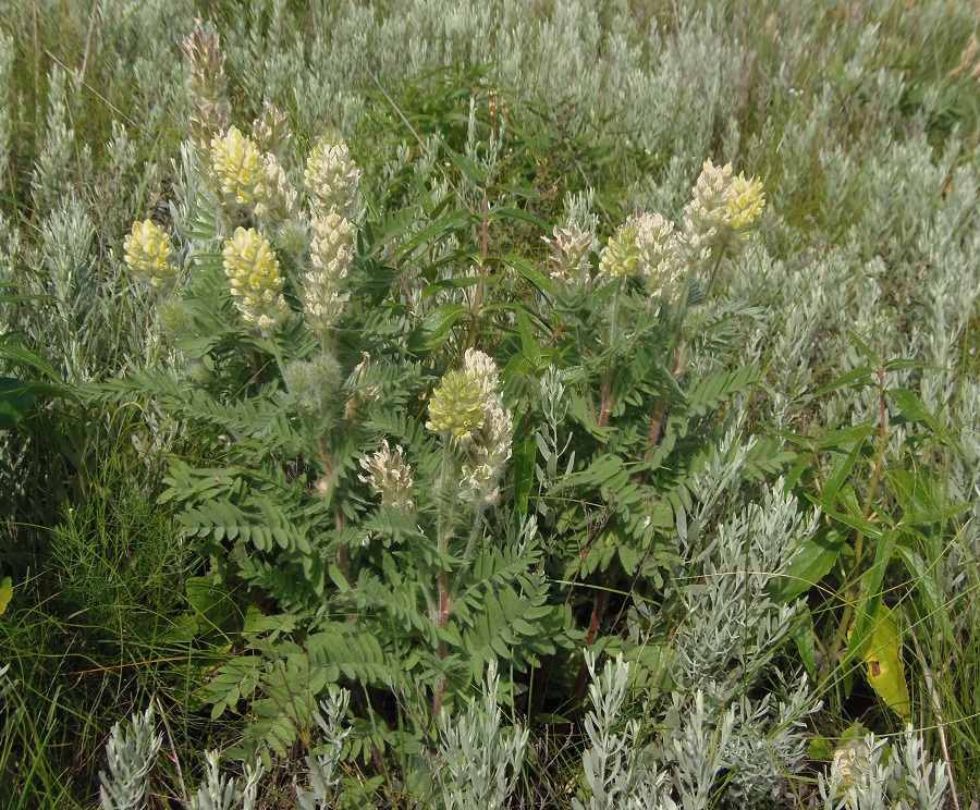 Изображение особи Oxytropis pilosa.