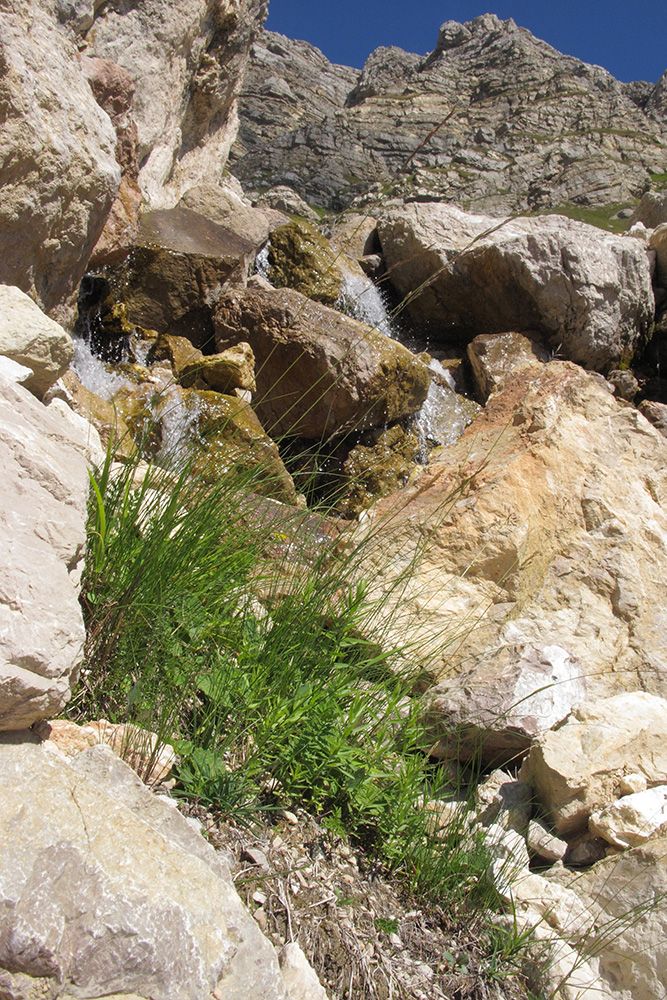 Image of genus Festuca specimen.