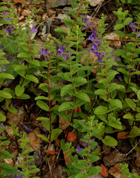 Image of Scutellaria strigillosa specimen.