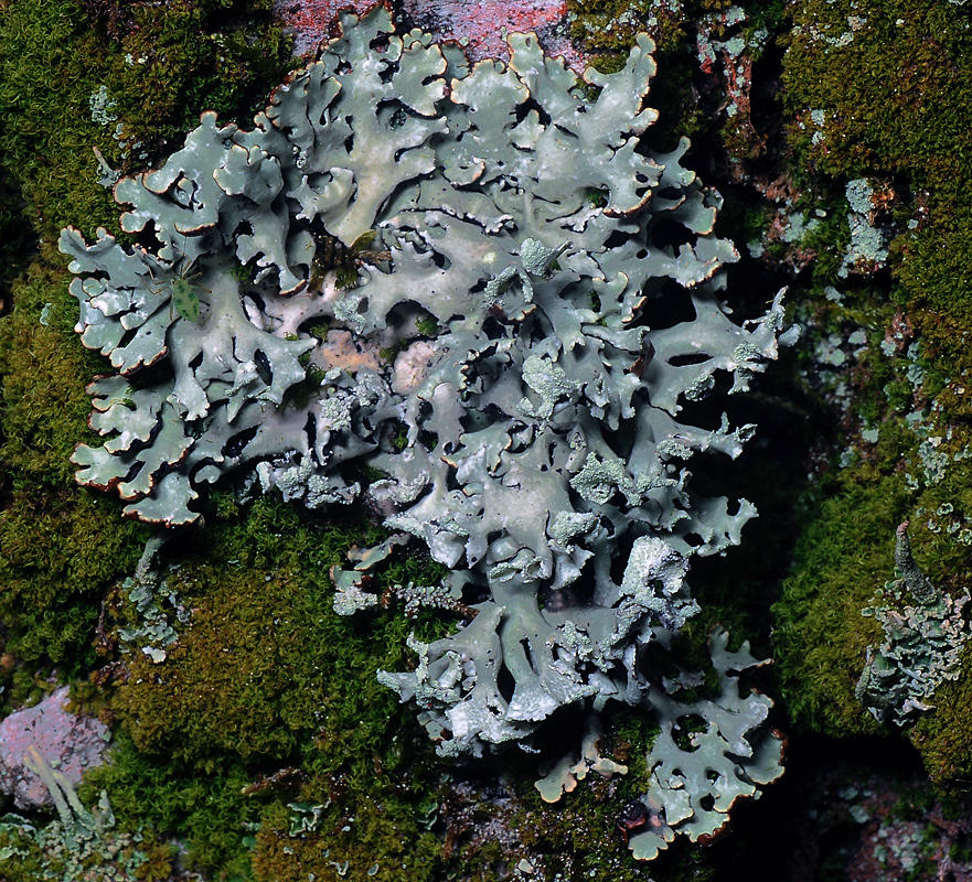 Image of Hypogymnia physodes specimen.