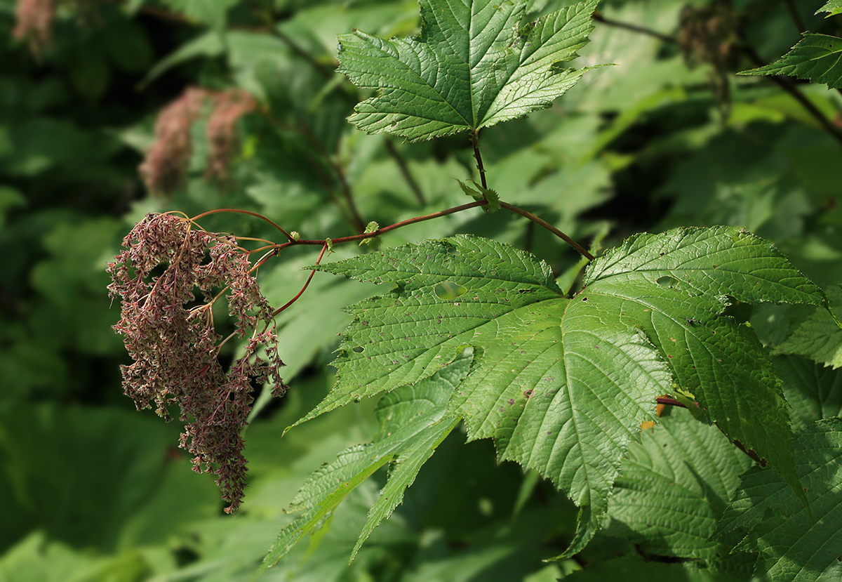 Изображение особи Filipendula camtschatica.