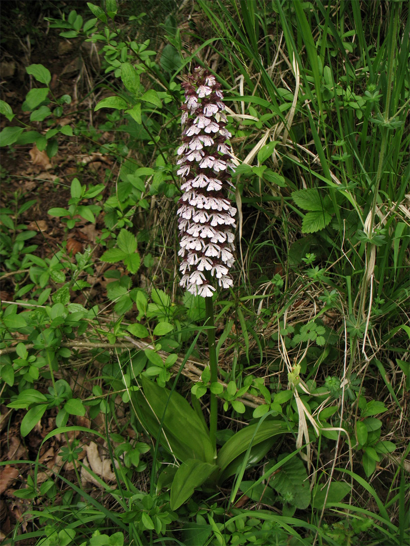 Image of Orchis purpurea specimen.