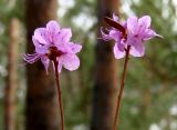 Rhododendron dauricum