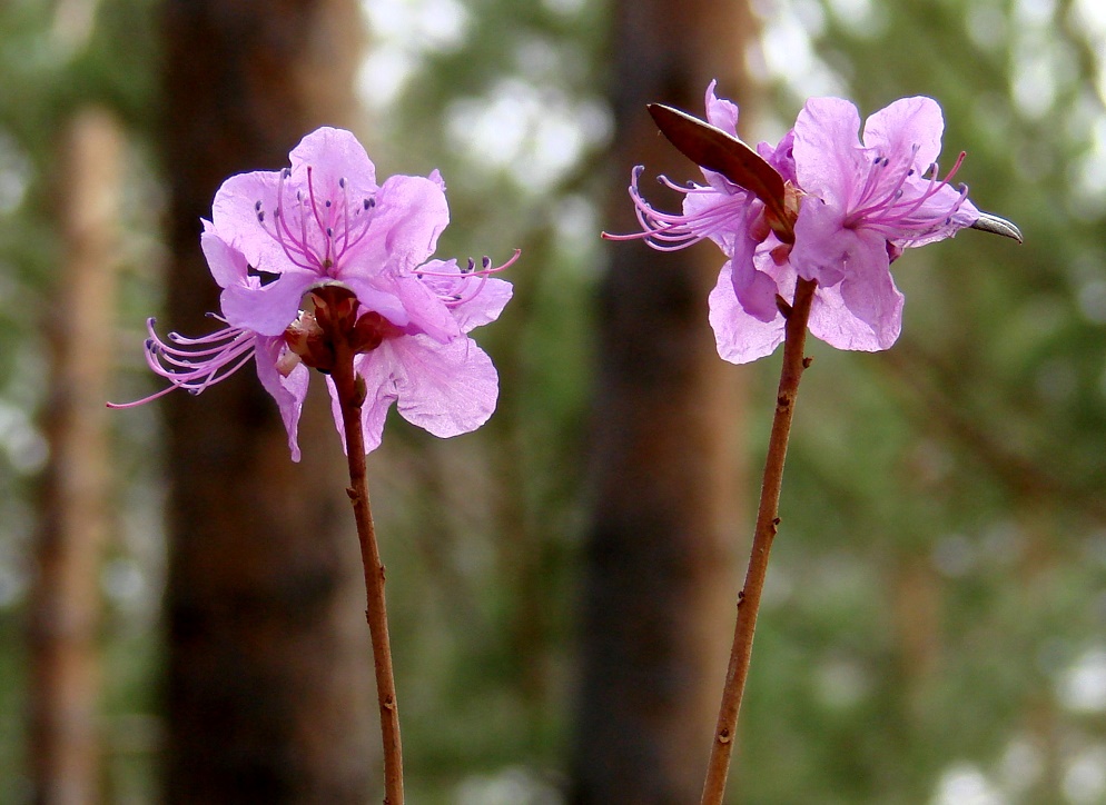 Изображение особи Rhododendron dauricum.