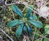 Chimaphila umbellata. Вегетирующее растение. Свердловская обл., окр. г. Заречный, край Черемшанского болота, в сосново-берёзовом лесу. 03.05.2016.