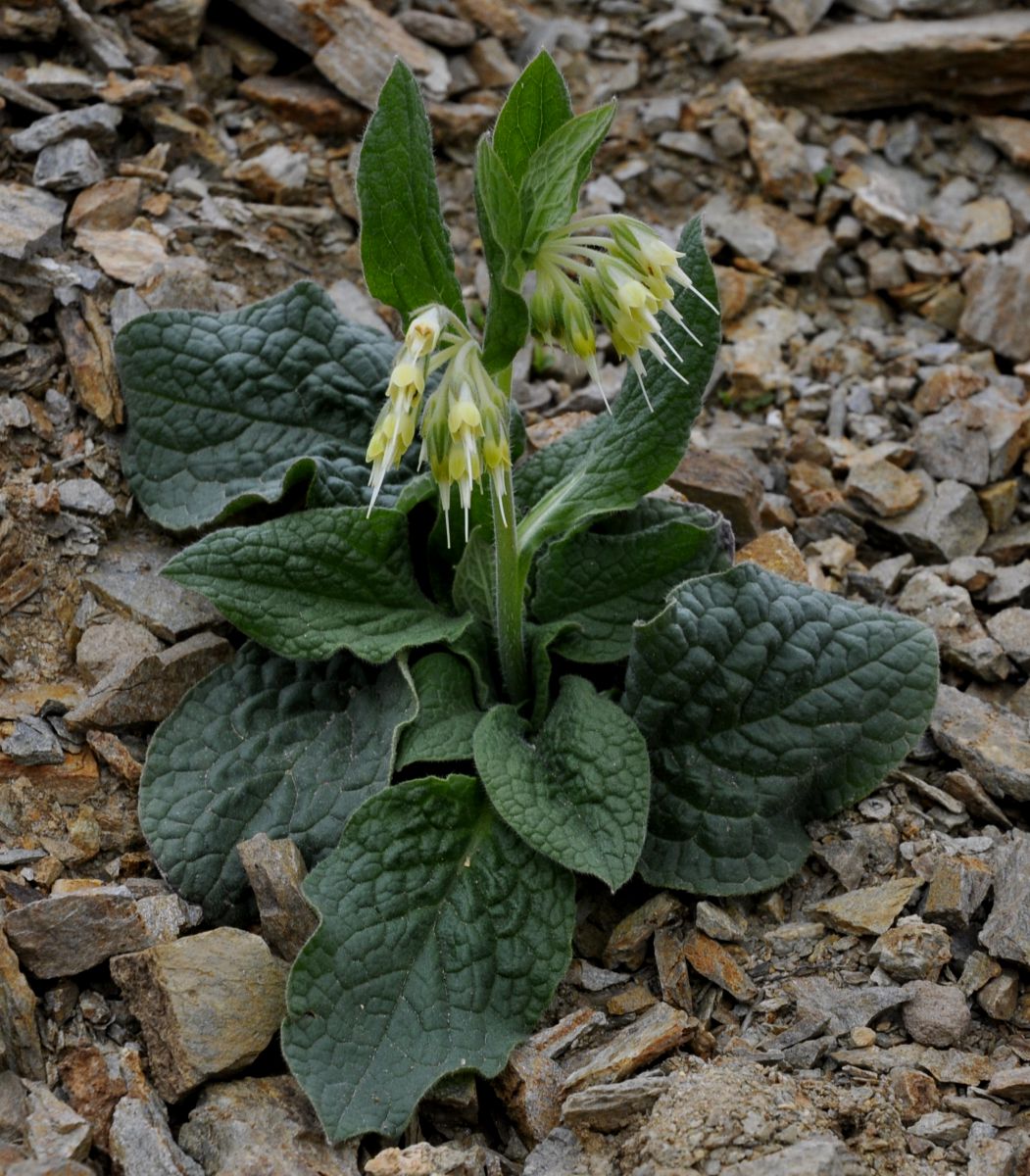 Изображение особи Symphytum bulbosum.