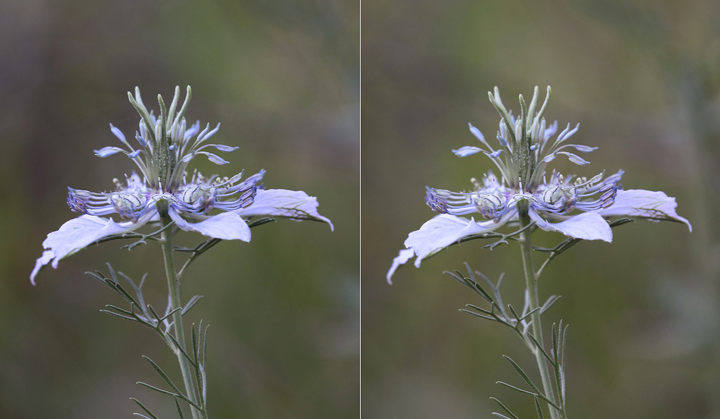 Изображение особи Nigella arvensis.